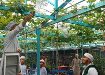 PELAJAR tahfiz Maahad Qiraat An Nur Bukit Puas , Jerantut Pahang  melihat rakan memetik buah anggur.