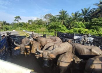 SEBANYAK 12 ekor kerbau yang didapati berkeliaran tanpa pengawasan pemilik di Taman Warisan Kemang, Masjid Tanah, Melaka disita oleh MPAG.