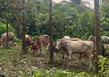 SEBAHAGIAN lembu yang dirampas anggota TDM dalam serbuan di tebing Sungai Golok, Tanah Merah, Kelantan semalam.-IHSAN ATM