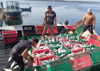 RAKYAT Malaysia masih lagi kekal paling banyak makan ikan berbanding penduduk di negara-negara rantau Asia Tenggara lain. - Foto hiasan ihsan DOF