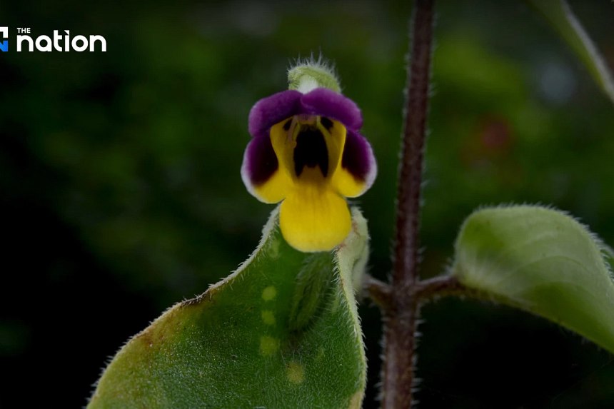 Penemuan ‘bunga monyet’ kejutkan dunia botani Thailand