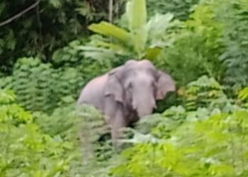 TANGKAP layar rakaman menunjukkan seekor gajah liar dikesan merosakkan tanaman dan rumah penduduk Orang Asli di Pos Belatim, Gua Musang, Kelantan. – IHSAN ORANG ASLI