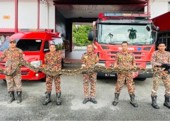 ANGGOTA bomba BBP Kuala Nerang bersama ular sawa batik sepanjang enam meter dan seberat 95kg yang ditangkap di Kampung Perik, Padang Terap.