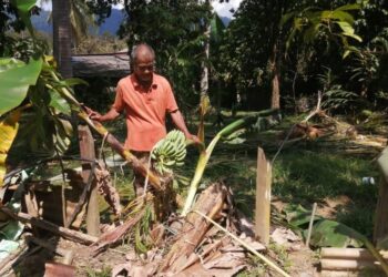 MUSA Ahmad menunjukkan sebahagian pokok pisang yang dirosakan gajah liar di Kampung Basung, Hulu Terengganu, semalam. – UTUSAN/NOOR HAYATI MAMAT