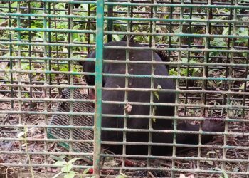 BERUANG Matahari Jantan yang dipercayai menyerang Muhamad Zaki Che Mohamed ditangkap di Kampung Jerek, Gua Musang, Kelantan.