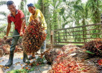 PUBLICINVEST mengekalkan saranan ‘neutral’ ke atas sektor perladangan dengan ramalan MSM setahun penuh sebanyak RM3,800 setan.