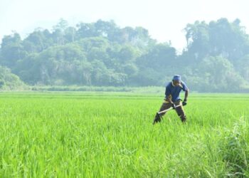 BENIH padi baharu yang tahan kemarau dan tenggelam akibat banjir dijangka mampu membantu pesawah berdepan cabaran perubahan iklim.