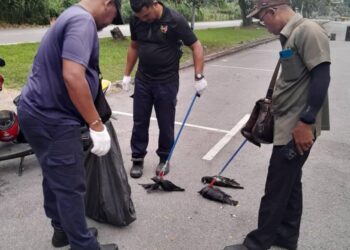 PETUGAS Jabatan Undang-Undang dan Penguatkuasaan serta Jabatan Kesihatan Persekitaran MBS Ketika melakukan operasi menembak burung gagak di sekitar kawasan Senawang, Seremban baru-baru ini.