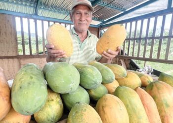 MOHAMED Omar menunjukan hasil buah betik dari kebun yang diusahakan di Kampung Banggol Jenerih, Pasir Puteh, Kelantan. 
– UTUSAN/TOREK SULONG