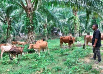 ADUAN rasmi berkaitan masalah lembu berkeliaran telah dibuat, namun tiada penyelesaian konkrit daripada pihak berwajib.