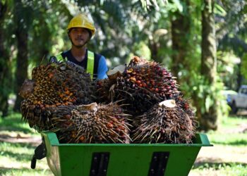 HARGA minyak sawit mentah (MSM) diunjurkan turun naik antara RM4,400 dan RM4,600 pada Mac 2025.