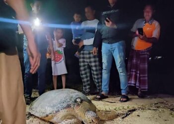 KEADAAN Penyu agar yang tersesat sehingga ke atas jalan raya berhampiran Pantai Teluk Lipat, Dungun, malam tadi. - MEDIA SOSIAL