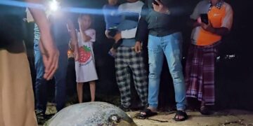 KEADAAN Penyu agar yang tersesat sehingga ke atas jalan raya berhampiran Pantai Teluk Lipat, Dungun, malam tadi. - MEDIA SOSIAL