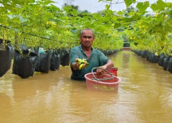 RAZALI Hamzah meredah air untuk memetik timun selepas kebunnya di Kampung Tersusun Rantau Panjang, Hulu Dungun, Dungun, semalam. – UTUSAN/NIK NUR IZZATUL HAZWANI NIK ADNAN