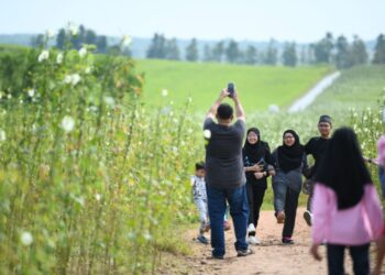 LADANG kenaf di  Lembah Chuping, Perlis kini menjadi tumpuan pengunjung untuk merakam gambar kenangan.