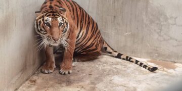 BEBERAPA kemudahan menjual bahagian badan harimau ke China atau Vietnam bagi tujuan perubatan tradisional.- GAMBAR HIASAN