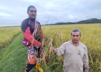 MARZUKI Ibrahim (kiri) dan Fauzi Kasim menunjukkan padi yang rosak apabila tidak dapat dituai di Kampung Buluh Hilir, Setiu, semalam.  – UTUSAN/WAN ZURATIKAH IFFAH WAN ZULKIFLI