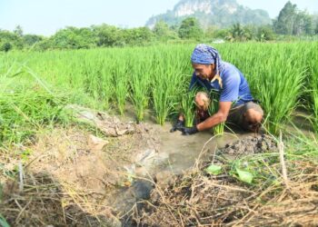 SEORANG pesawah mengusahakan tanaman padi di Beseri, Padang Besar, Perlis. – UTUSAN/IZLIZAN OTHMAN