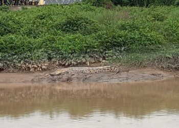 Seekor buaya tembaga seolah-olah ‘bersantai’ di tebing Sungai Malim berhampiran Tanah Perkuburan Islam, Kampung Tengah, Klebang, Melaka Isnin lalu.