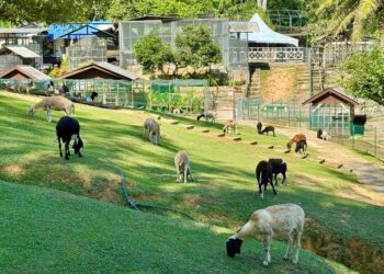 Kandang kambing hanya dibuka pada pukul 12 tengah hari