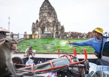 SEORANG lelaki menyembur alkohol ke arah kera ekor panjang untuk menghalangnya mencuri barangan di Lopburi, Thailand.