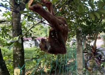 SEEKOR kubung ditemukan penduduk kampung tersangkut pada pagar kawat berduri di Kampung Taboh Naning, Alor Gajah, Melaka.