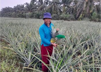 MD. SALMAN Daud menunjukkan buah nanas MD2 yang dituai di kebunnya di Kampung Parit Puteri Menangis, Pontian.