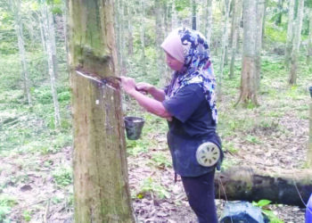 NURUL Wahida Kamaruddin menoreh getah di kebun milik orang lain di pinggiran Felda Kota Gelanggi Dua di Jerantut, Pahang. - UTUSAN/HARIS FADILAH AHMAD