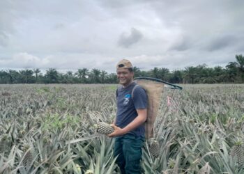 Mohamad Asyraf   Mohd Arfah memetik nanas di kebun nanas moris miliknya di Kampung Parit Dato’ Onn, 
di Pontian baru-baru ini. – UTUSAN/Muhammad Zikri