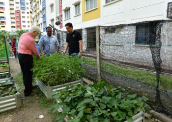 Contoh penanaman sayur menggunakan kaedah raised bed.- GAMBAR HIASAN