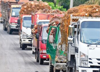 ANTARA lori-lori tanpa dokumen yang lebih dikenali sebagai ‘lori hantu’ yang masih beroperasi menghantar buah sawit ke kilang di tanah-tanah rancangan Felda Bukit Sagu dan Felda Lepar Hilir 3. – MINGGUAN/SHAIKH AHMAD RAZIF