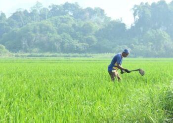 ADAKAH cadangan perubahan yang diumumkan Kementerian Pertanian dan Keterjaminan mampu mengubah nasib petani? 
– GAMBAR HIASAN