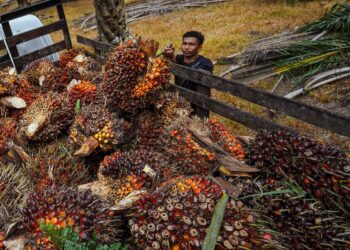 HARGA minyak sawit mentah (MSM) dijangka meningkat seawal Ramadan. - GAMBAR HIASAN