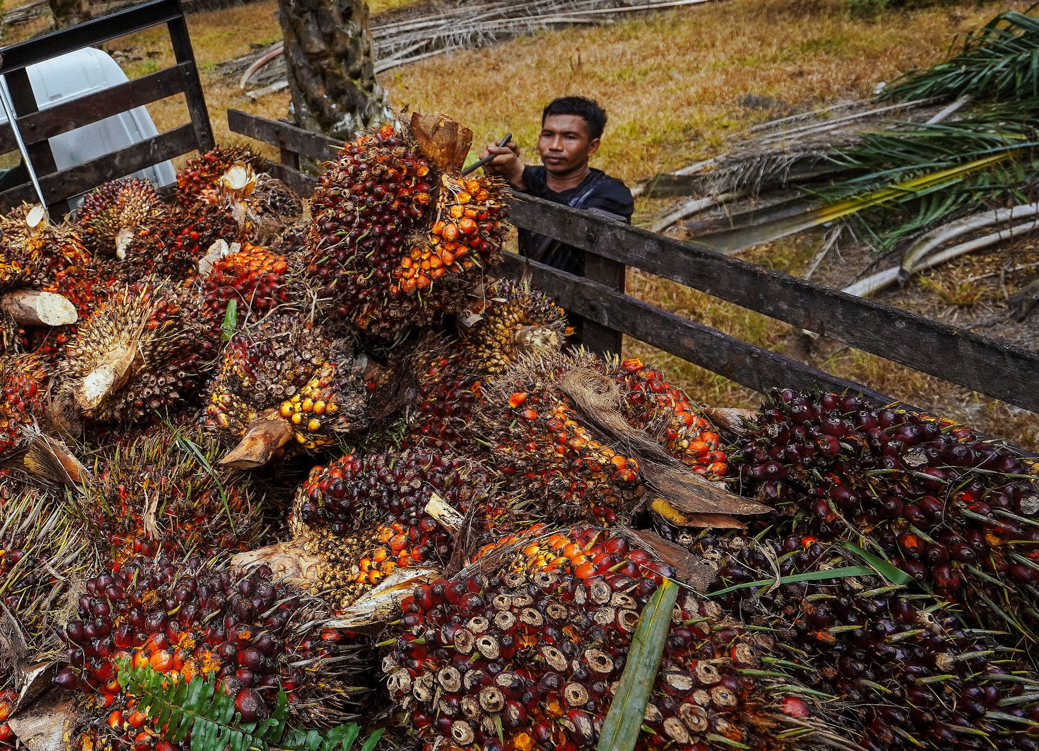 Harga minyak sawit mentah dijangka meningkat ke RM4,850