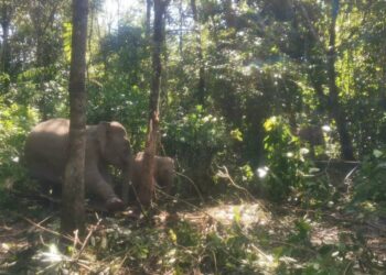 SEBAHAGIAN gajah liar yang ditangkap Perhilitan Kelantan di Kampung Dendong, Batu Melintang, Jeli, Kelantan hari -IHSAN PERHILITAN KELANTAN.