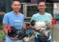 Muhammad Azam (kiri) memegang baka ayam penelur Black Austrolop dan Muhammad Nizal memegang baka Light Sussex di ladang ayam milik mereka.