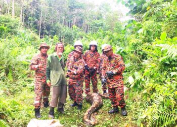 HAMDAN Mahadi (tiga kiri) bersama anggota lain menunjukkan ular sawa yang ditangkap selepas membaham seekor kambing betina di Kampung Late Rek, Kuala Krai, Kelantan-IHSAN BOMBA