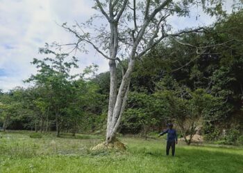 IBRAHIM menunjukkan lokasi Ahmad Yaakop yang ditemui tertiarap selepas terjatuh dari pokok petai di Kampung Perlis, Tikam Batu di Sungai Petani.