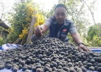 MOHD. Nasri Yusof menjemur buah keranji  di halaman rumahnya di Kampung Gunung, Hulu Terengganu, semalam. – UTUSAN/NOOR HAYATI MAMAT