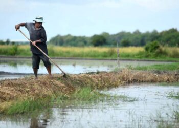 Kerajaan juga menambah bantuan Skim Subsidi Harga Padi yang dinaikan daripada RM360 per metrik tan kepada RM500 per metrik tan manakala harga lantai belian padi ditingkatkan daripada RM1,200 per metrik tan kepada RM1,300 per metrik tan. - GAMBAR HIASAN/UTUSAN