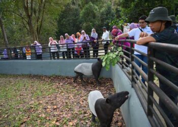 PESERTA program melihat tenuk antara haiwan diancam kepupusan di Pusat Konservasi Hidupan Liar Sungai Dusun, pada Karnival Ban Canal di Sabak Bernam semalam. – UTUSAN/ISKANDAR SHAH MOHAMED