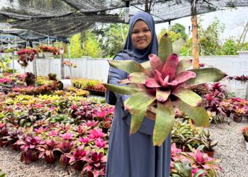 POKOK bromeliad kini menjadi sumber pendapatan utama Norhasnida Arifin yang menjalankan perniagaan di rumahnya di Taman Cempaka Aman di Kuantan, Pahang. – UTUSAN/NORHAFIZAN ZULKIFLI