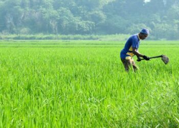 PeSAWAH memohon agar harga lantai padi dinaikkan kepada RM1,800 bagi mengimbangi peningkatan kos operasi bersawah.