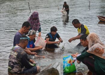 PENDUDUK mengambil kesempatan menangkap ikan ketika Sungai Kuala Berang,  menyusut apabila Stesen Janakuasa Sultan Mahmud di Tasik Kenyir dihenti sementara tugas operasi di Hulu Terengganu, semalam. - UTUSAN/PUQTRA HAIRRY ROSLI