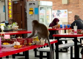 MONYET liar mengganggu pelanggan sebuah kedai makan di Penyabong Waterfront, Mersing.