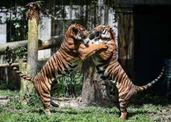 KEPELBAGAIAN genetik sangat penting dalam penyesuaian Harimau Malaya untuk terus hidup dan menjamin populasi agar tidak pupus. – GAMBAR HIASAN