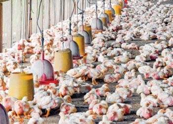 PENTERNAKAN ayam sepatutnya dilakukan di kawasan yang sesuai, bukannya di kawasan perumahan ekoran boleh mengundang ketidakselesaan penduduk. – GAMBAR HIASAN