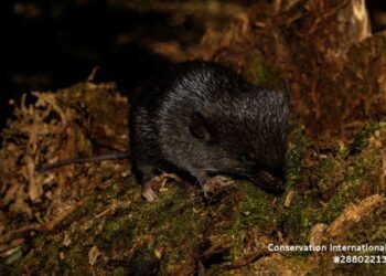 TIKUS amfibia antara spesies baharu yang ditemukan dalam ekspedisi sekitar hutan Amazon di Peru.-AGENSI