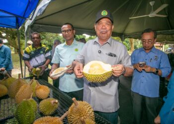 MOHAMAD Sabu menunjukkan buah durian ketika lawatan kerja ke Duriotourism Mardi Kuala Kangsar hari ini. - UTUSAN/MUHAMAD NAZREEN SYAH MUSTHAFA