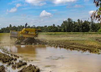 PESAWAH tertekan kerana terpaksa mengeluarkan sewa jentera untuk menuai padi yang rosak ditenggelami banjir ddi Kampung Paya Tok Teh, Jitra Kedah. - UTUSAN/ SHAHIR NOORDIN